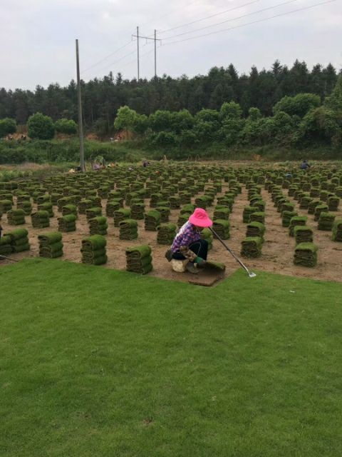 郴州马尼拉草皮