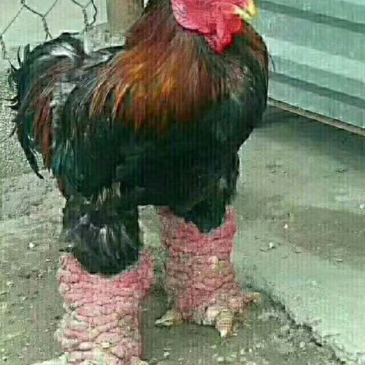 南宁东涛鸡苗