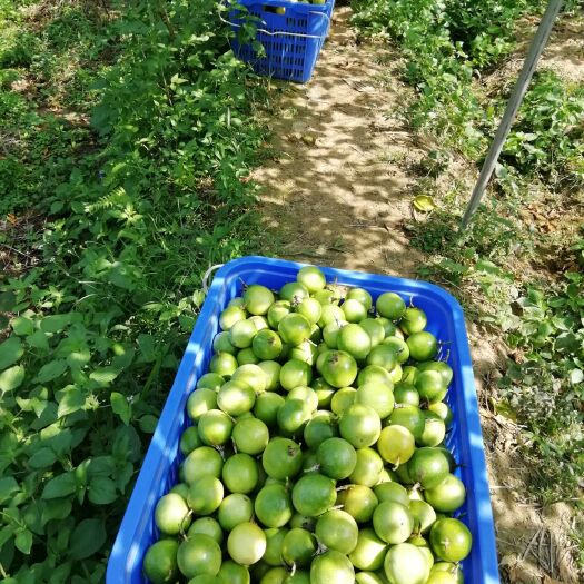 信宜市黄金一号百香果 芭乐味黄金果