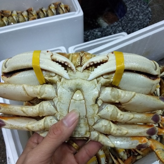  批发零售冰冻珍宝蟹
