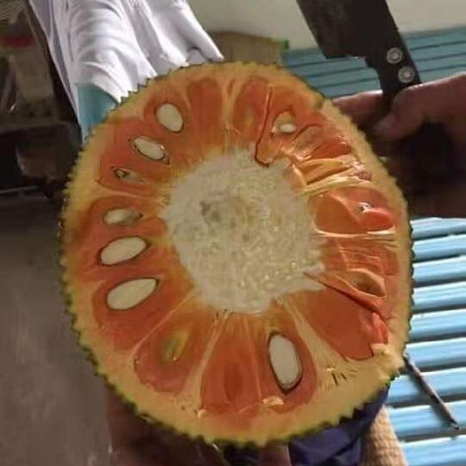 灵山县红肉菠萝蜜苗