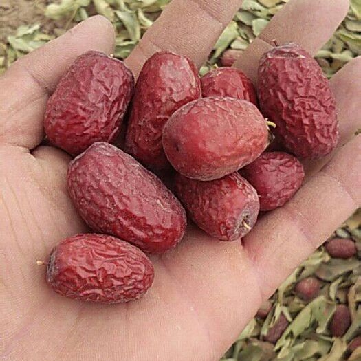 皮山县灰枣 统货