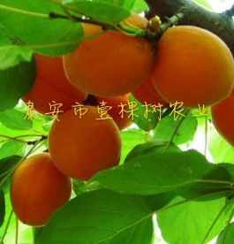 泰安金太阳杏树苗