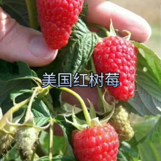 平邑县双季树莓苗  红树莓苗 当年包结果 品种齐全