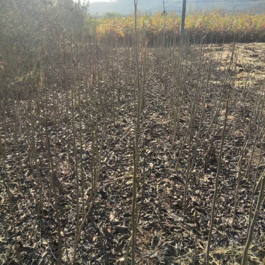 沂水县香玲核桃苗