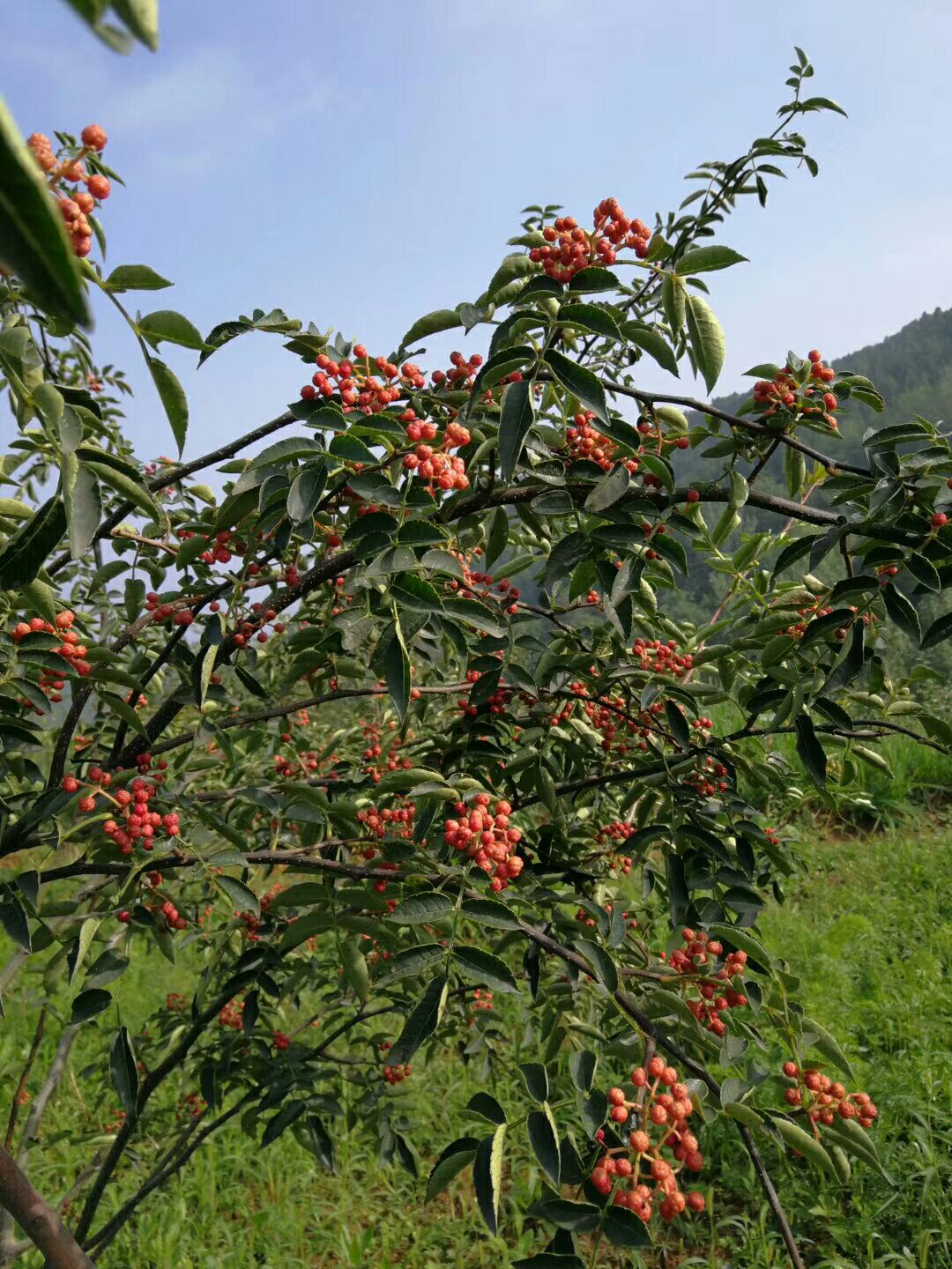 大红袍花椒苗  基地现货出售 花椒苗 花椒树苗 花椒小苗