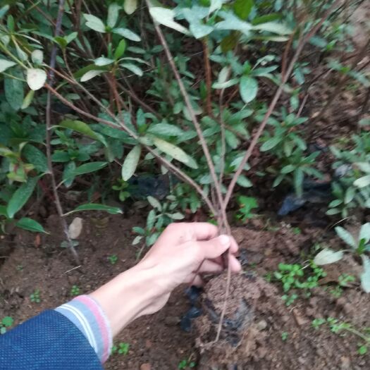 光山县毛杜鹃  二三十公分高。常年供应。