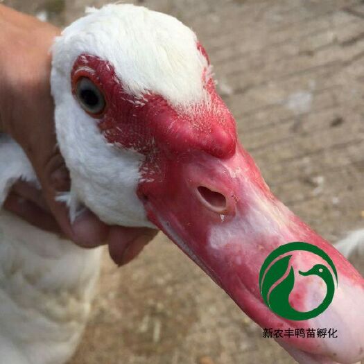 南宁大种白番鸭苗