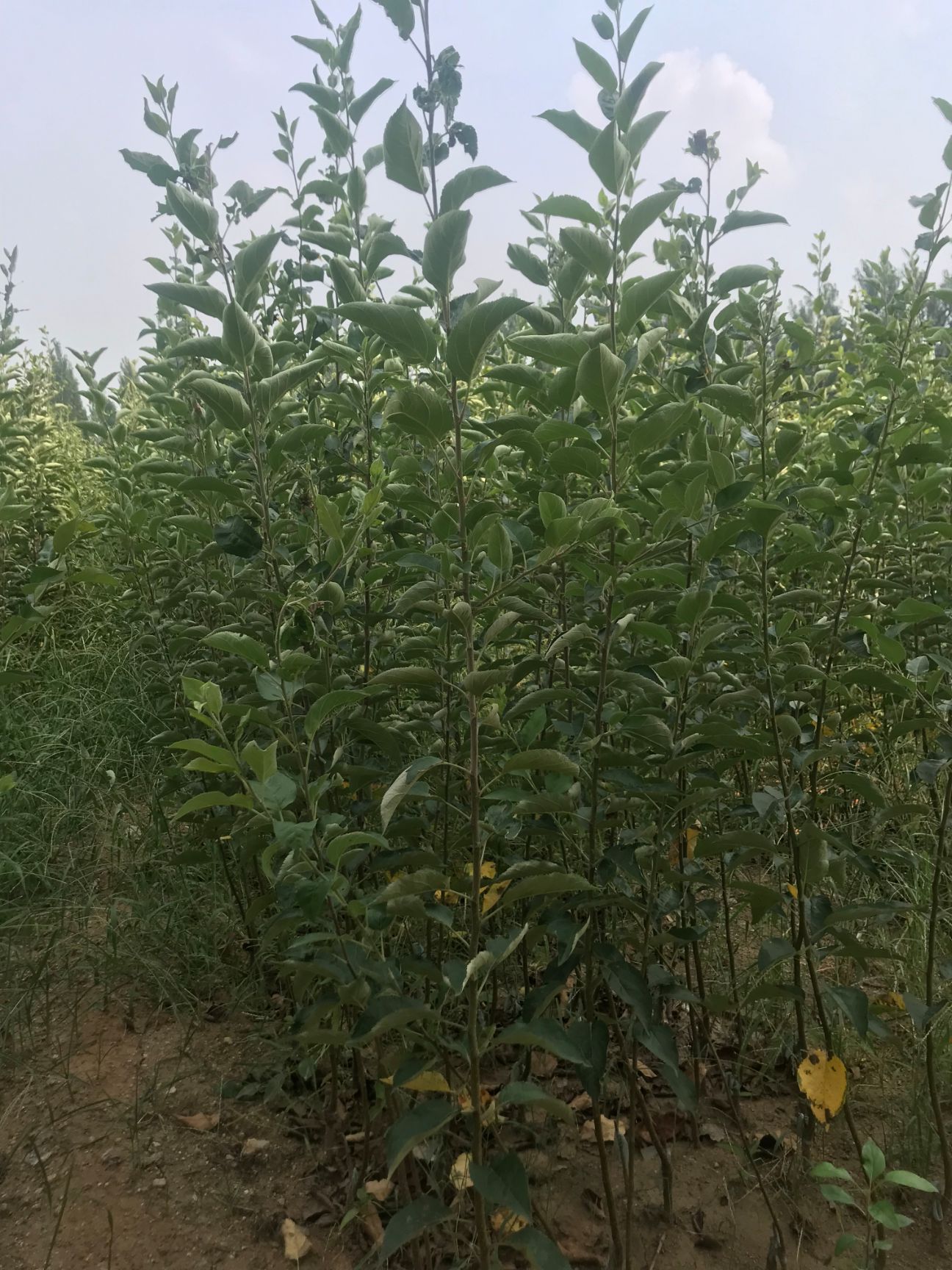 早酥红梨苗 1~1.5米 