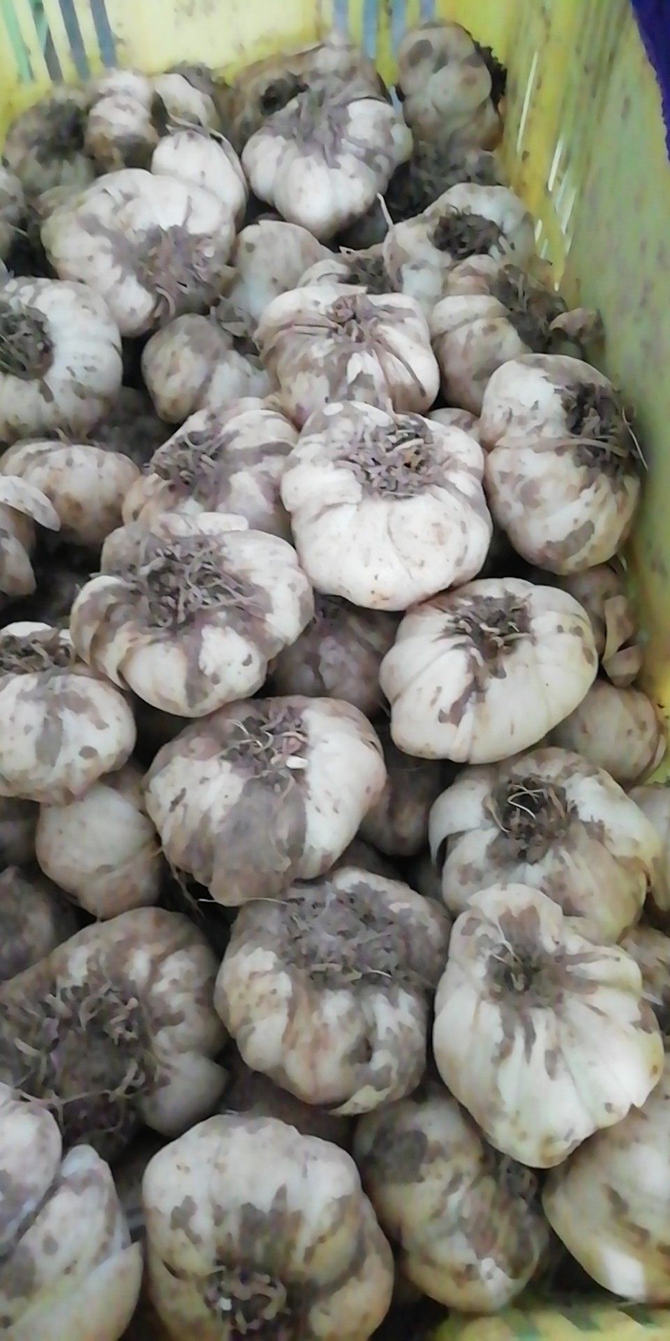 [兰州百合批发] 兰州鲜百合,可以生吃的甜百合价