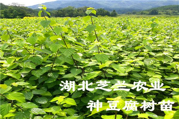 利川市豆腐柴苗 观音豆腐树苗基地农户种植臭黄荆树 神豆腐树