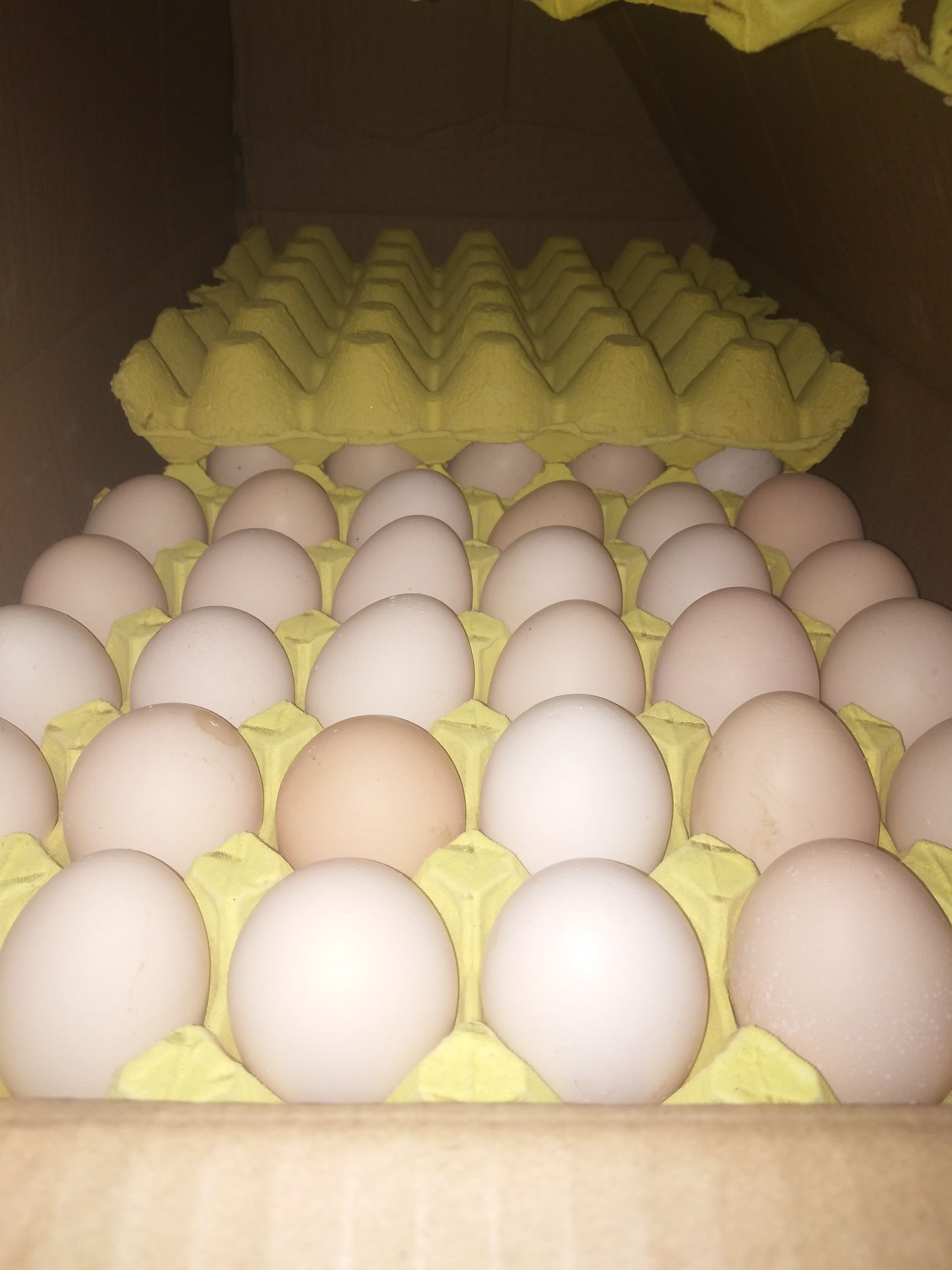 [粉壳蛋批发]粉蛋 食用 箱装价格200元/箱 