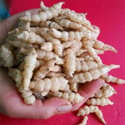 泾川县宝塔菜 19年新鲜货，一茬货2.5二茬1.2
