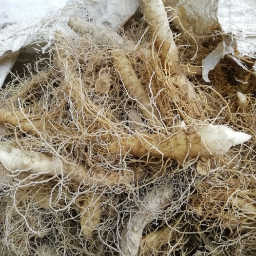 溆浦县玉竹