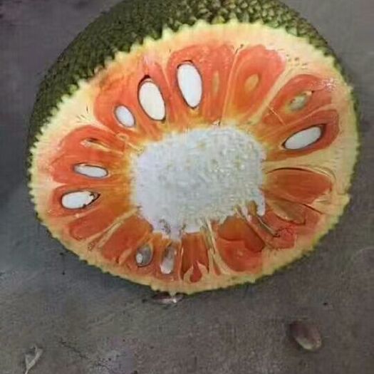 红肉菠萝蜜苗 
