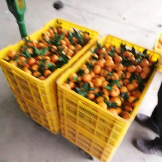 全州县臭皮柑 4.5 - 5cm 1 - 1.5两 