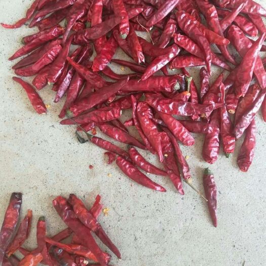 清丰县干线椒