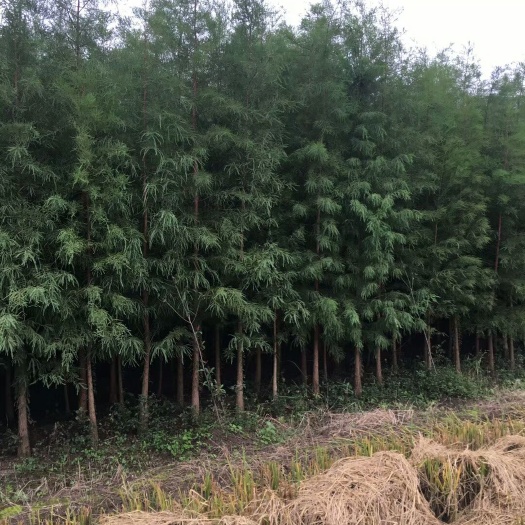 中山杉  落羽杉 1.5~2米 4公分以下 8~10公分 2~3米 带