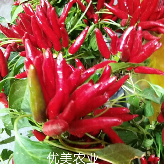 商水县三樱椒种子 ≥95% ≥95% 常规种 
