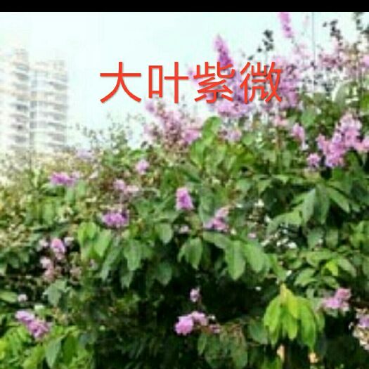 紫薇树