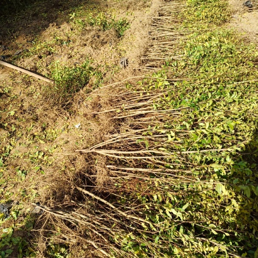 平邑县果石榴