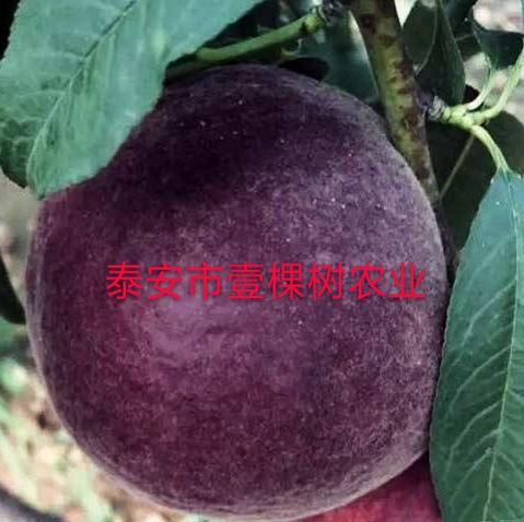 泰安黑桃苗 1~1.5米 