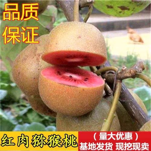 平邑县红心猕猴桃苗 嫁接苗 