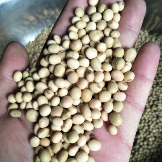 子洲县小粒黄豆 生大豆 1等品