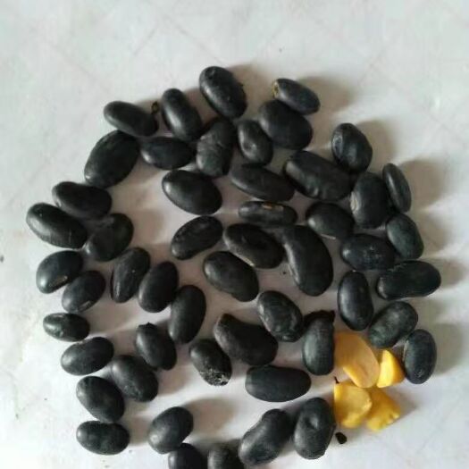 子洲县乌皮青仁豆