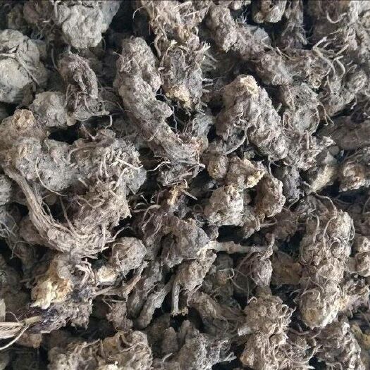 山阳县苍术