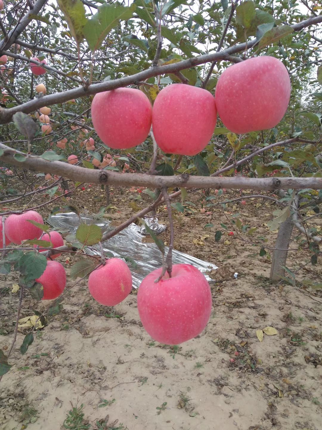 宜川县苹果接穗 10~15cm