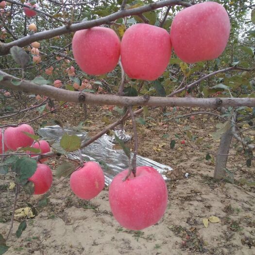 宜川县苹果接穗 10~15cm