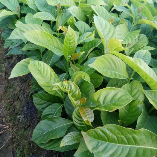 普宁市红花紫薇