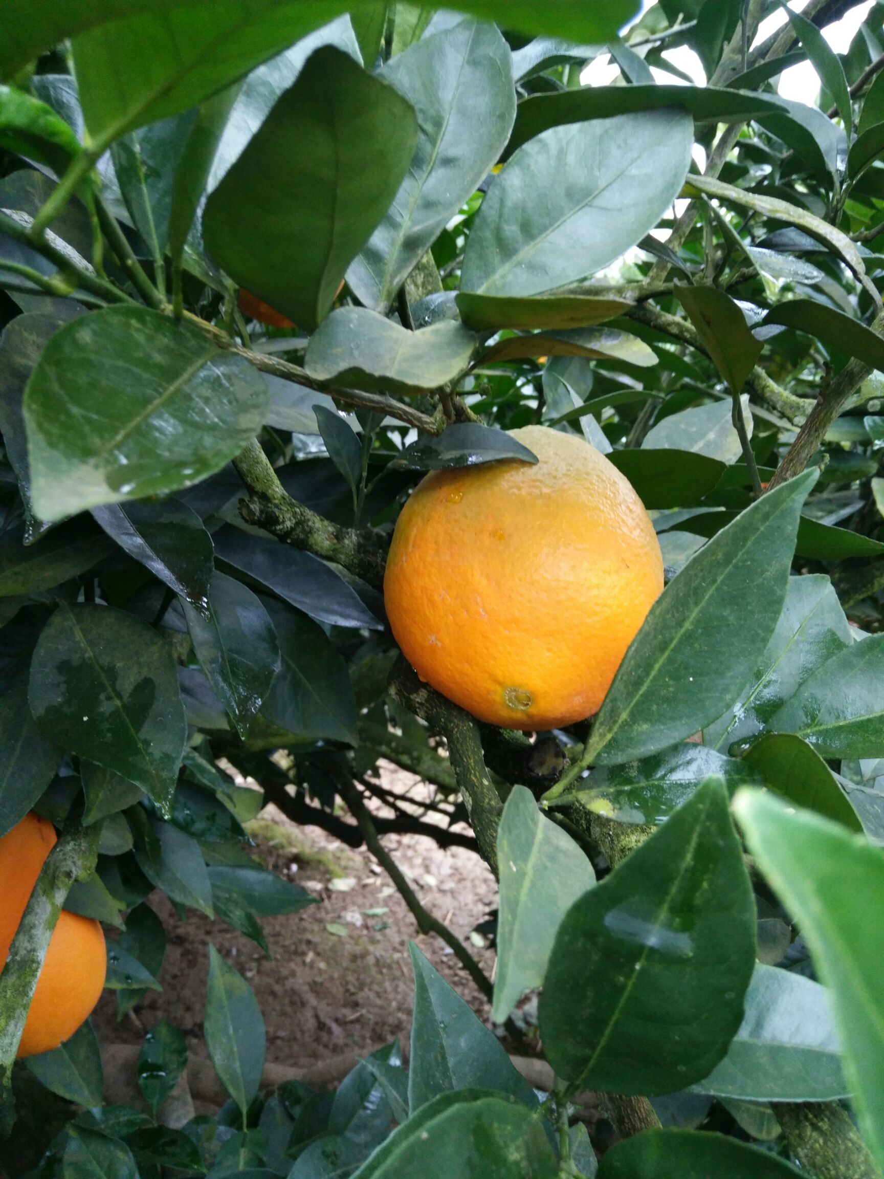 湖南新宁纽荷尔橙 新鲜采摘柑橘类水果