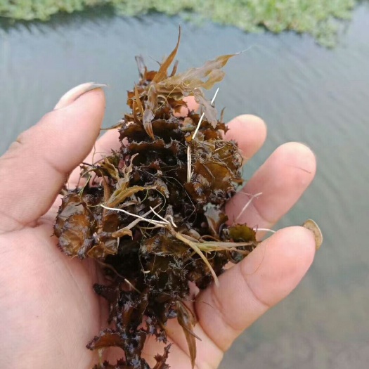 沭阳县小龙虾苗
