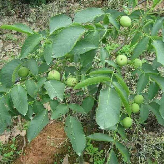 泰安香玲核桃苗