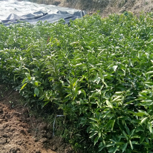 宜章县夏橙树苗 嫁接苗 0.5~1米 