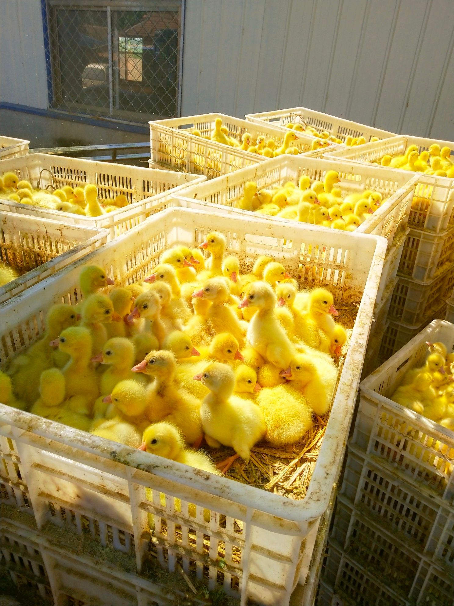 四季鹅苗 