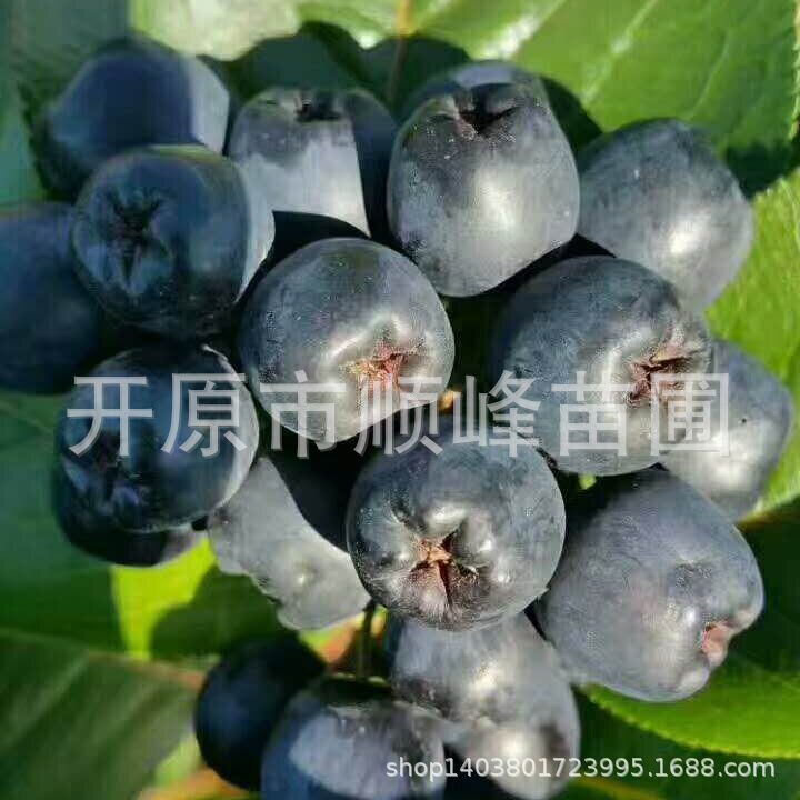 黑果花楸