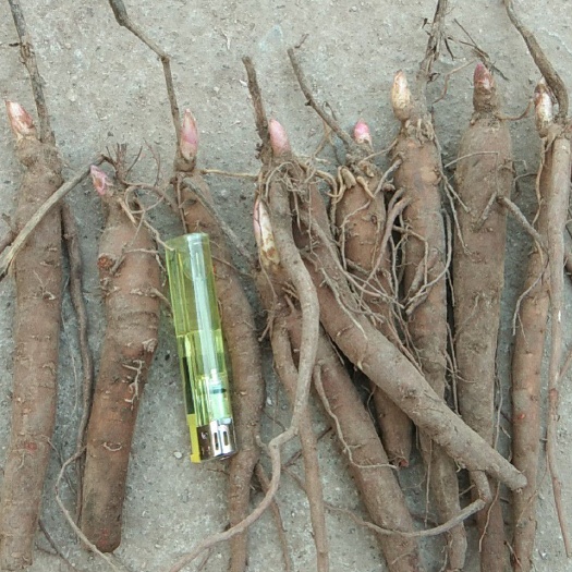 菏泽赤芍种苗 赤芍苗，自产自销，大量从优，提供技术种植，