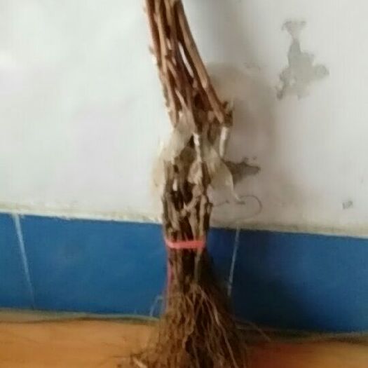 凌海市蓝宝石葡萄苗 阳光玫瑰