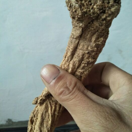礼县天然党参