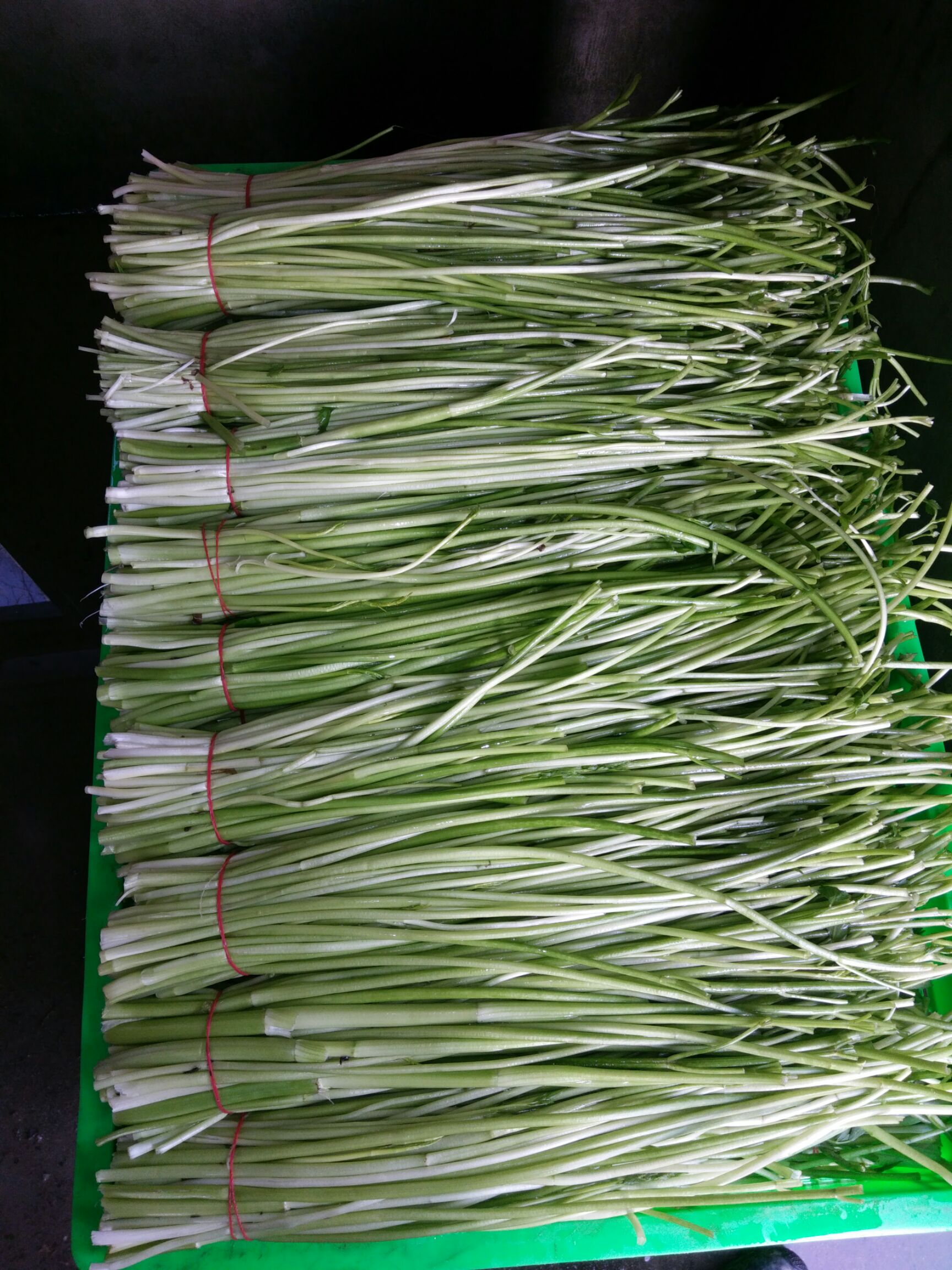 早熟水芹 40~45cm