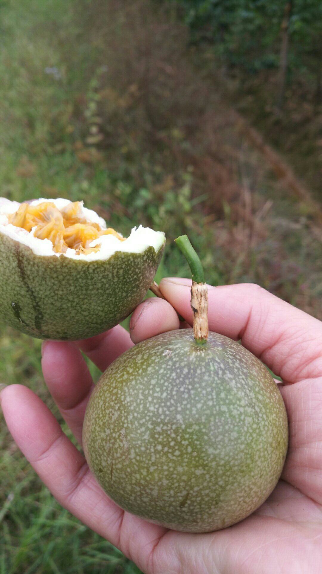 满天星百香果苗   适合地栽盘栽