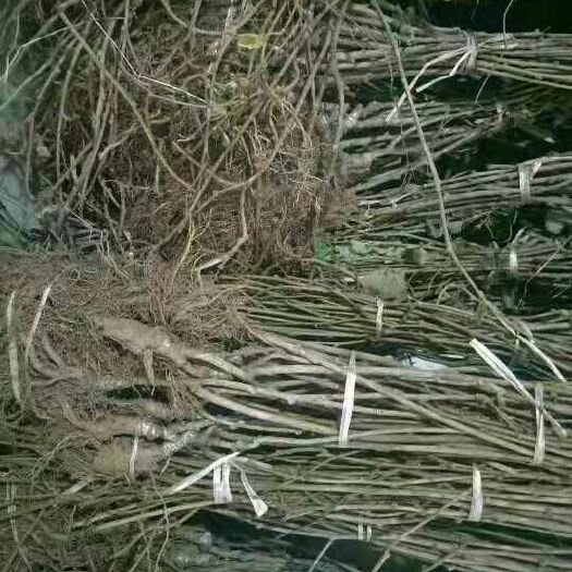 苍溪县苍溪红心猕猴桃苗 嫁接苗