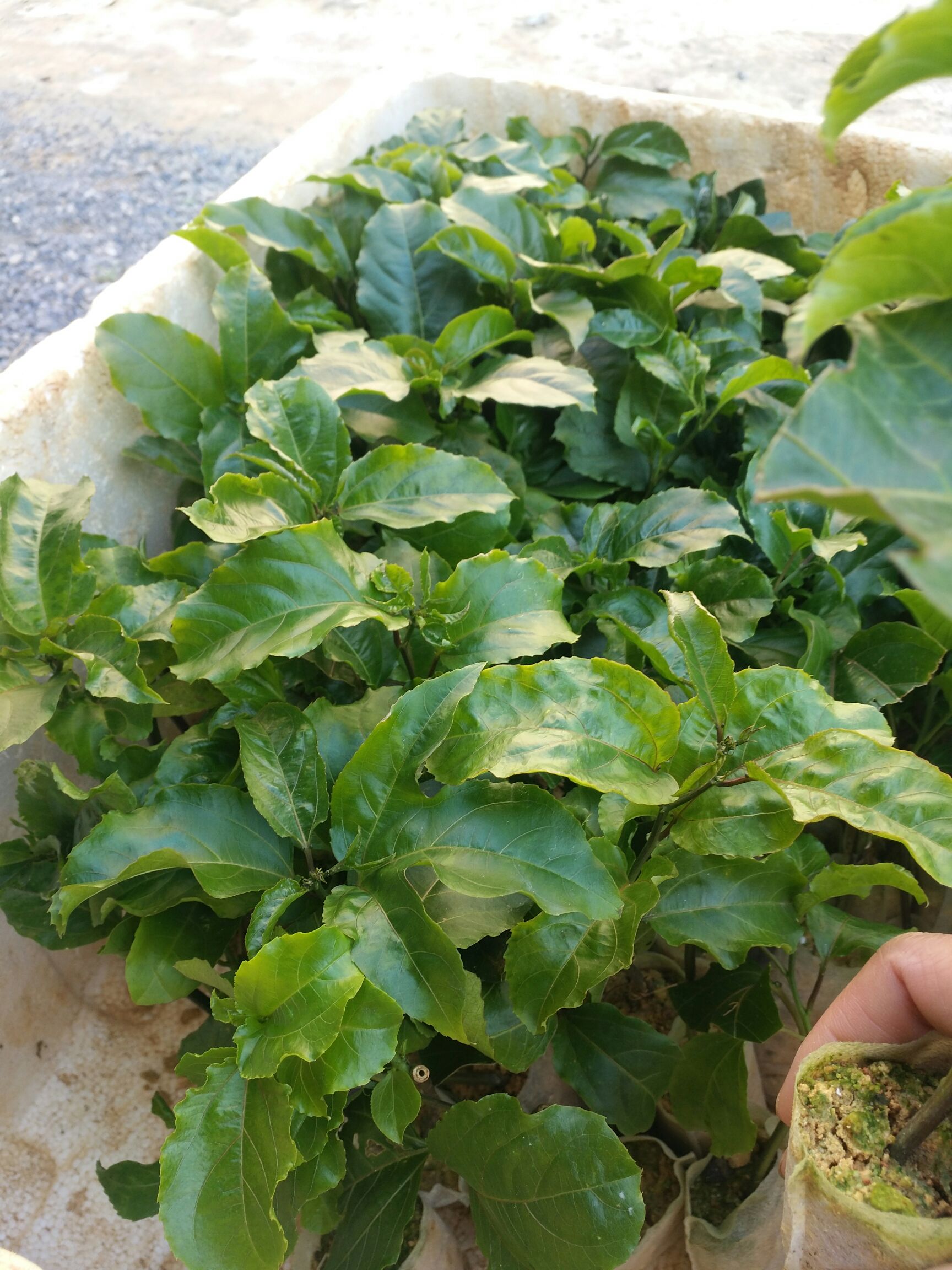 满天星百香果苗   适合地栽盘栽