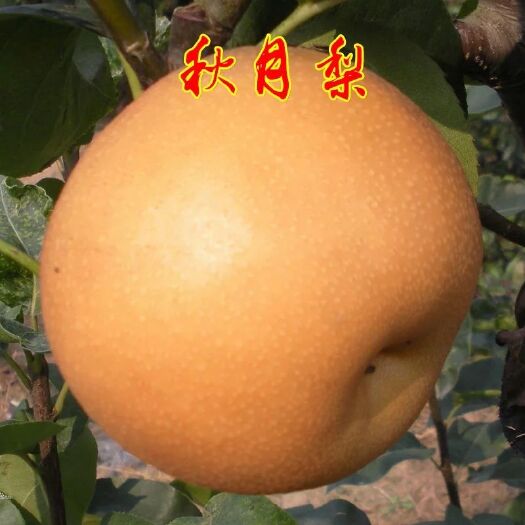 莱西市秋月梨树苗 1.5~2米