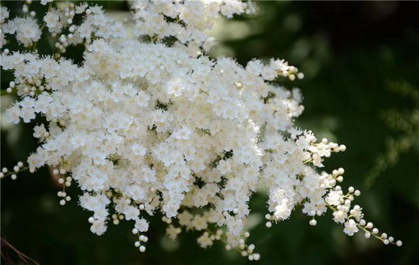 珍珠绣线菊