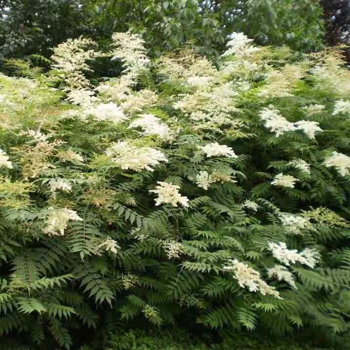 珍珠绣线菊