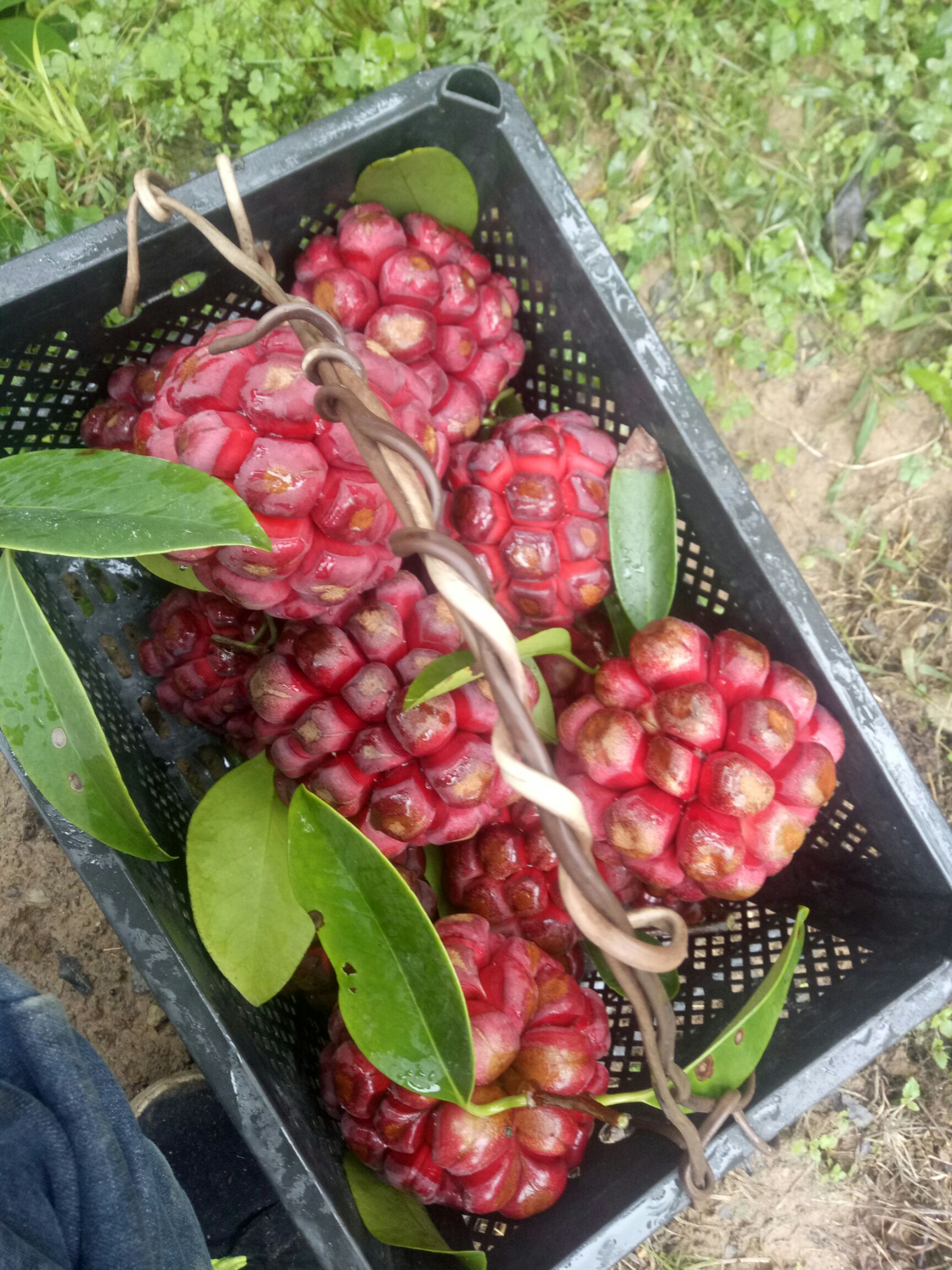 粉红黑老虎苗 